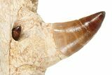 Mosasaur Jaw Section with Four Teeth - Morocco #189997-5